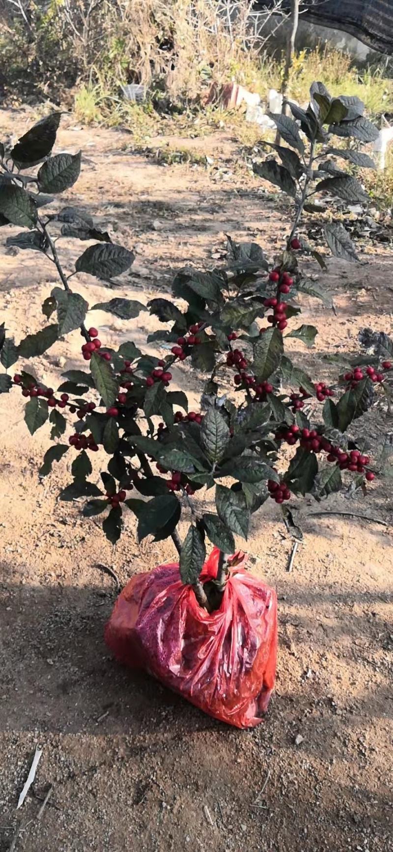 【热卖】带果北美冬青基地直销老桩盆栽观果树苗室外庭院植物