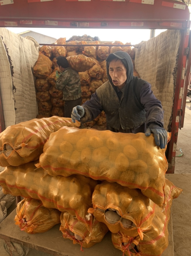 【实力商家推荐】精选定西陇薯7号、陇十大量批发产地直销