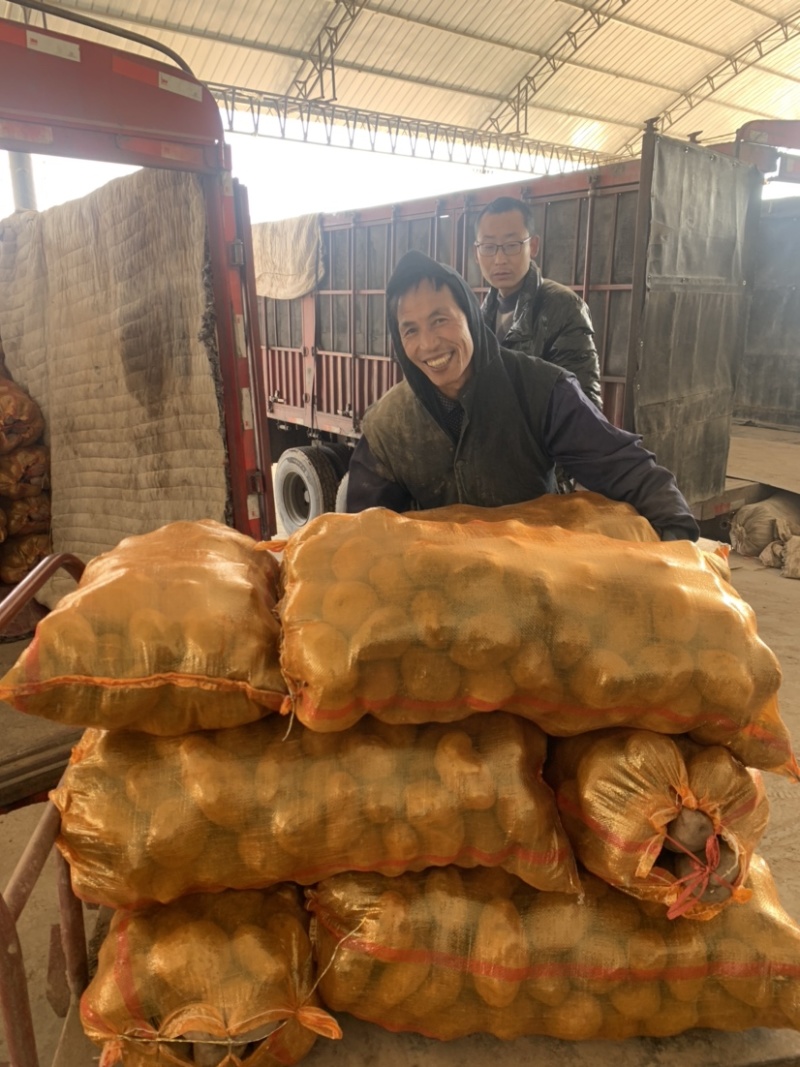 【实力商家推荐】精选定西陇薯7号、陇十大量批发产地直销