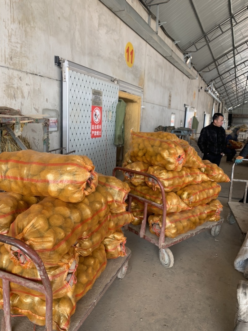 【实力商家推荐】精选定西陇薯7号、陇十大量批发产地直销