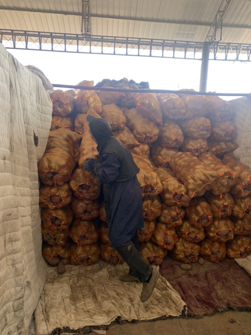 【实力商家推荐】精选定西陇薯7号、陇十大量批发产地直销