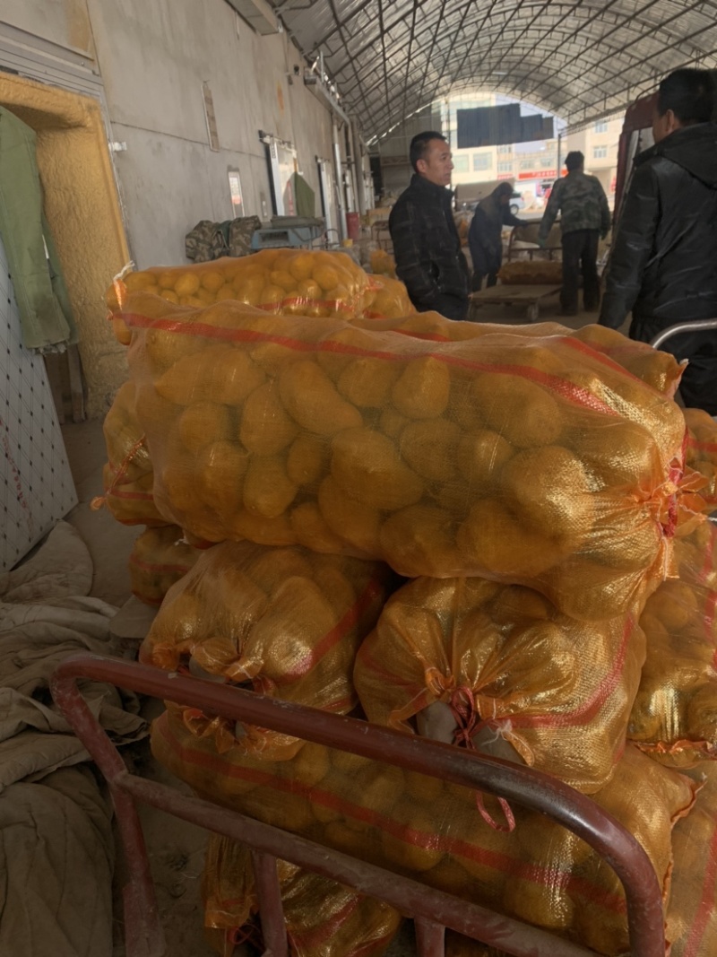 【实力商家推荐】精选定西陇薯7号、陇十大量批发产地直销