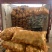 【实力商家推荐】精选定西陇薯7号、陇十大量批发产地直销