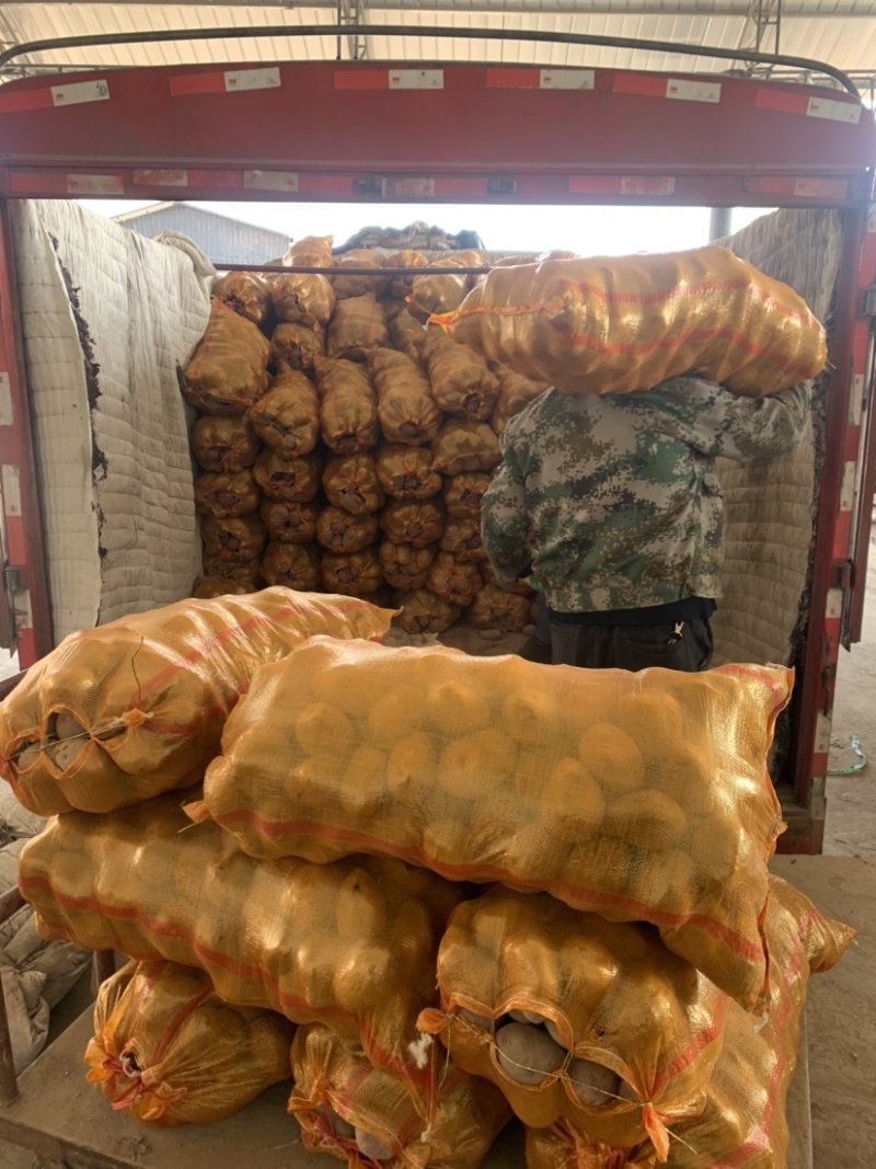 【实力商家推荐】精选定西陇薯7号、陇十大量批发产地直销