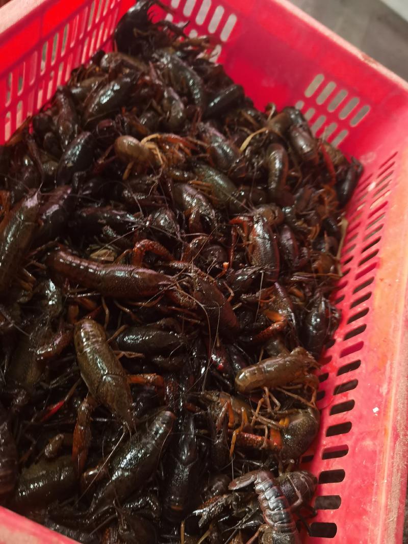 海锐水产专注于正宗潜江清水小龙虾品质保证值得信赖！