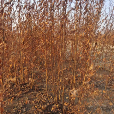 辽宁开原白榆小苗榆树苗工程苗繁育基地