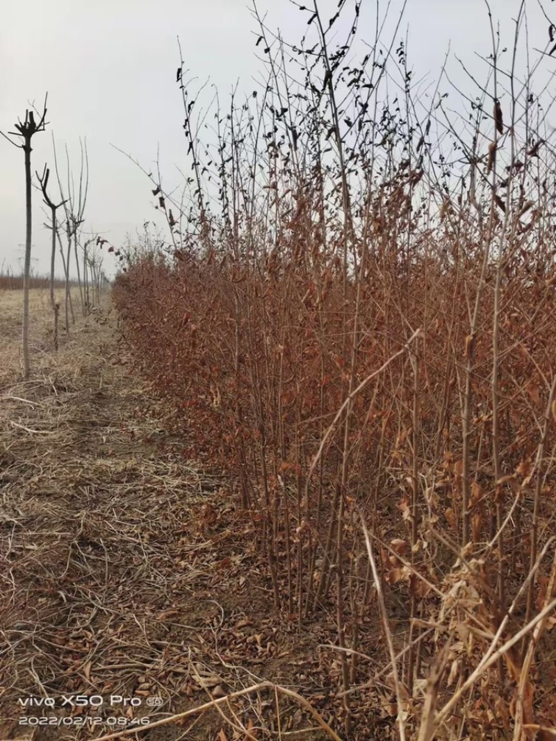 辽宁开原白榆小苗榆树苗工程苗繁育基地