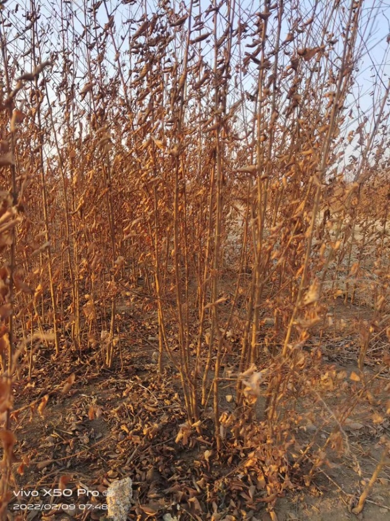 辽宁开原白榆小苗榆树苗工程苗繁育基地