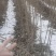 辽宁开原白榆小苗榆树苗工程苗繁育基地