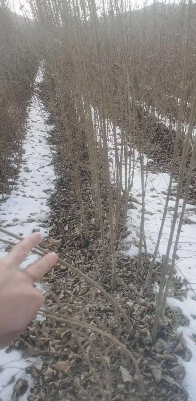 辽宁开原白榆小苗榆树苗工程苗繁育基地