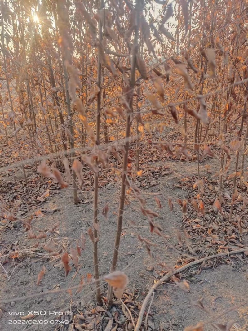 辽宁开原白榆小苗榆树苗工程苗繁育基地