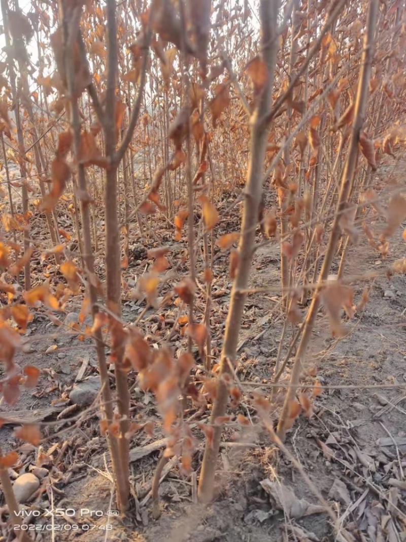 辽宁开原白榆小苗榆树苗工程苗繁育基地