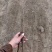 辽宁开原白榆小苗榆树苗工程苗繁育基地