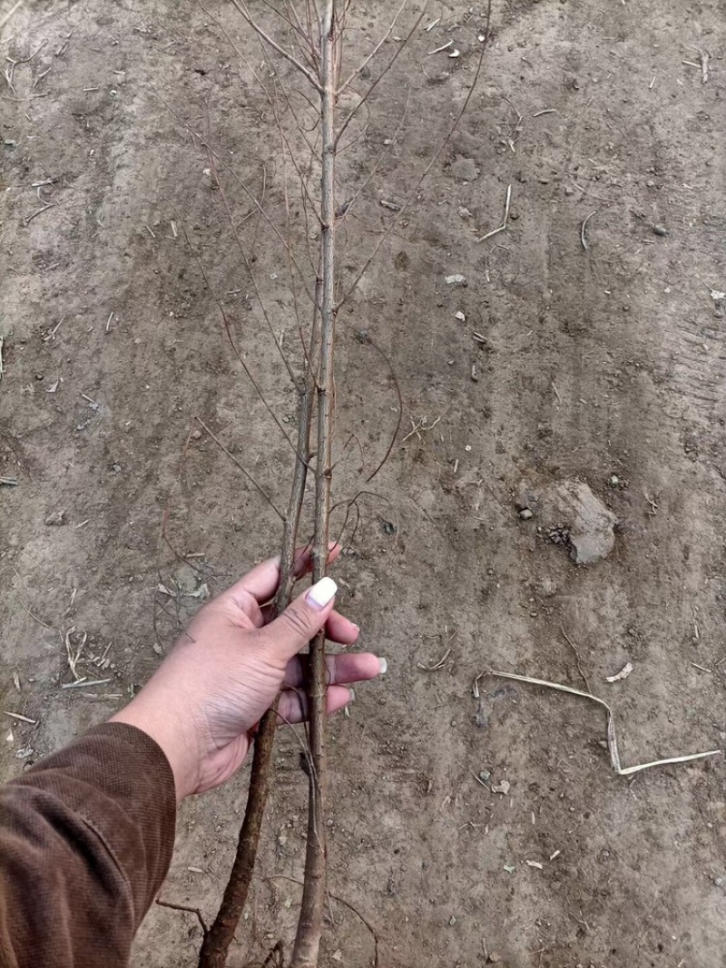 辽宁开原白榆小苗榆树苗工程苗繁育基地