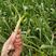 正宗红根蒜苗粗细均匀直长约50公分泥蒜苗水洗保质保量