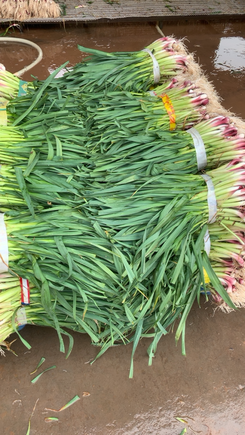 湖北红根蒜苗，新鲜现挖可分拣可配货欢迎来电咨询