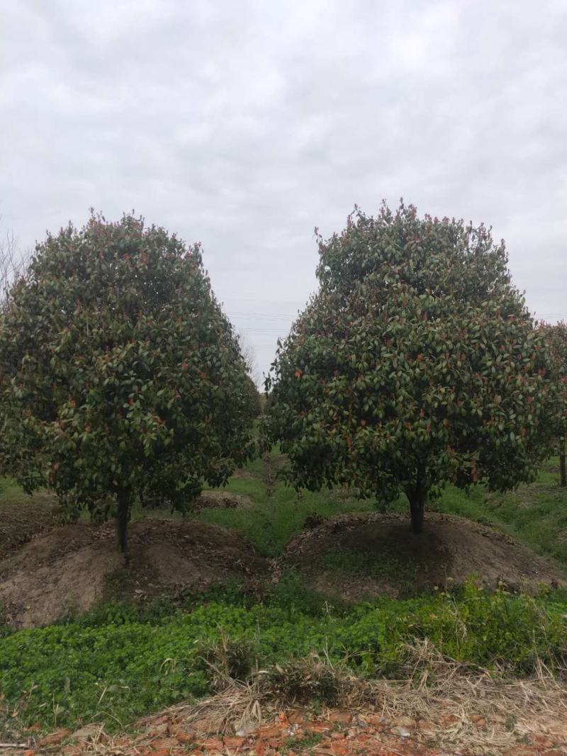 绿化工程风景树，高杆红叶石楠树，欢迎订购，