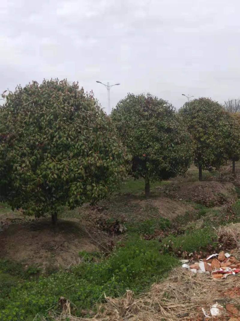 绿化工程风景树，高杆红叶石楠树，欢迎订购，