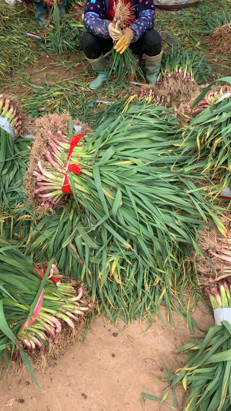 湖北红根蒜苗，新鲜现挖可分拣可配货欢迎来电咨询