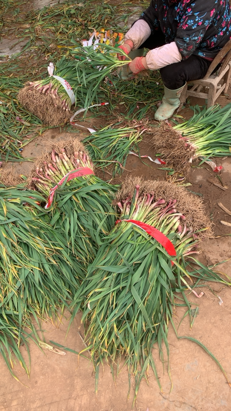 湖北红根蒜苗，新鲜现挖可分拣可配货欢迎来电咨询