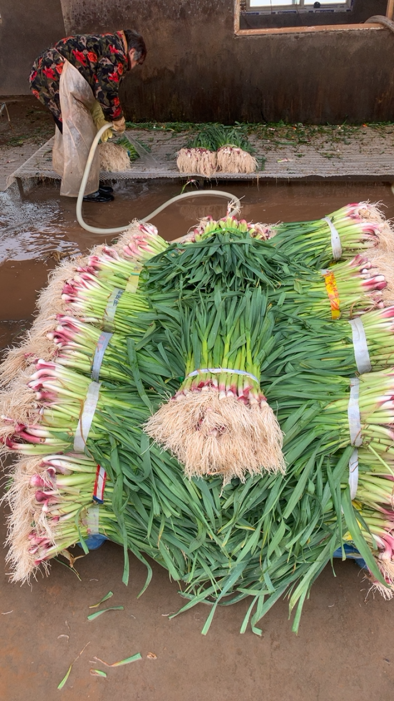 湖北红根蒜苗，新鲜现挖可分拣可配货欢迎来电咨询