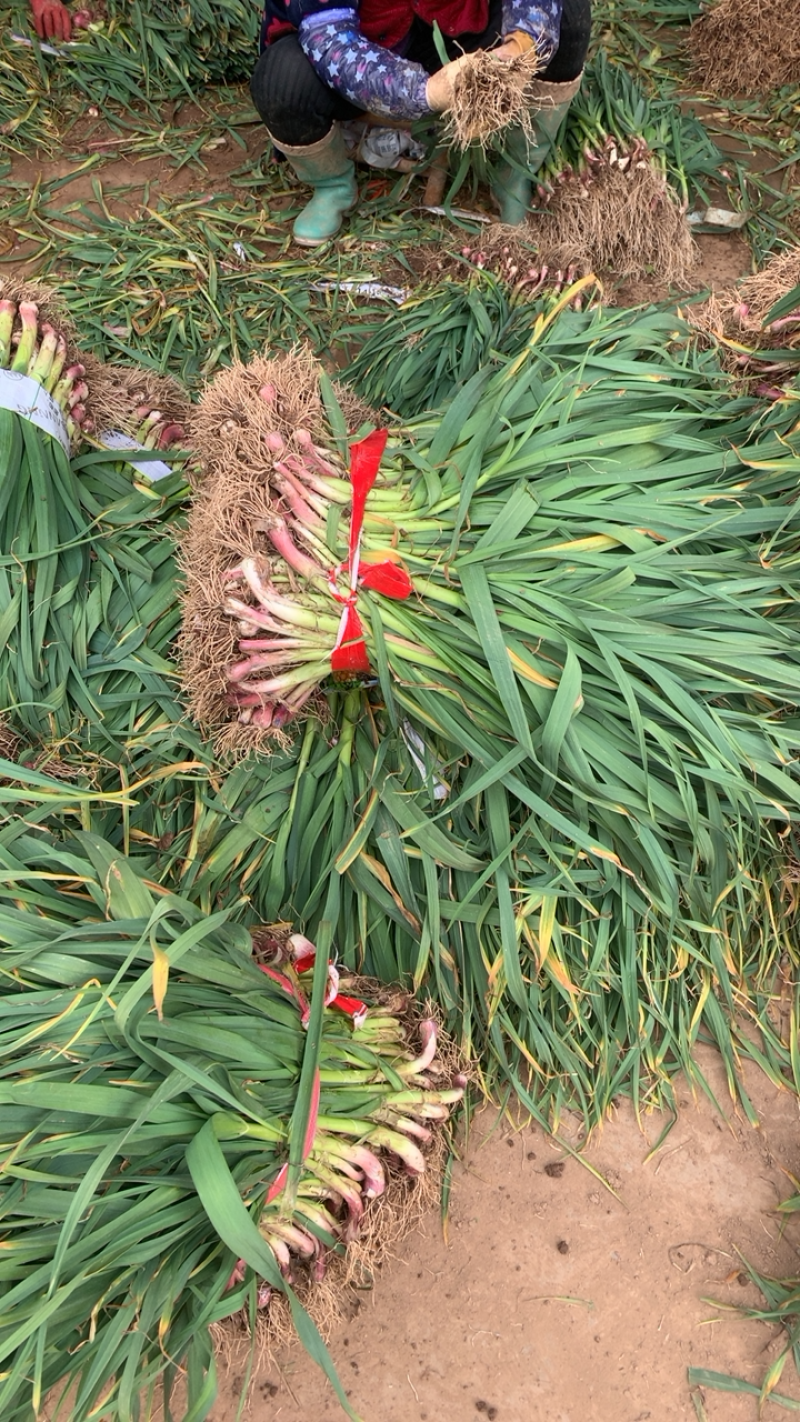 湖北红根蒜苗，新鲜现挖可分拣可配货欢迎来电咨询