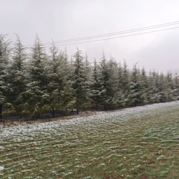 雪松