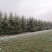 雪松