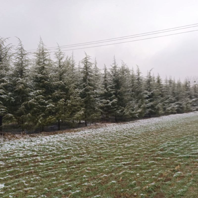 雪松