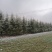 雪松