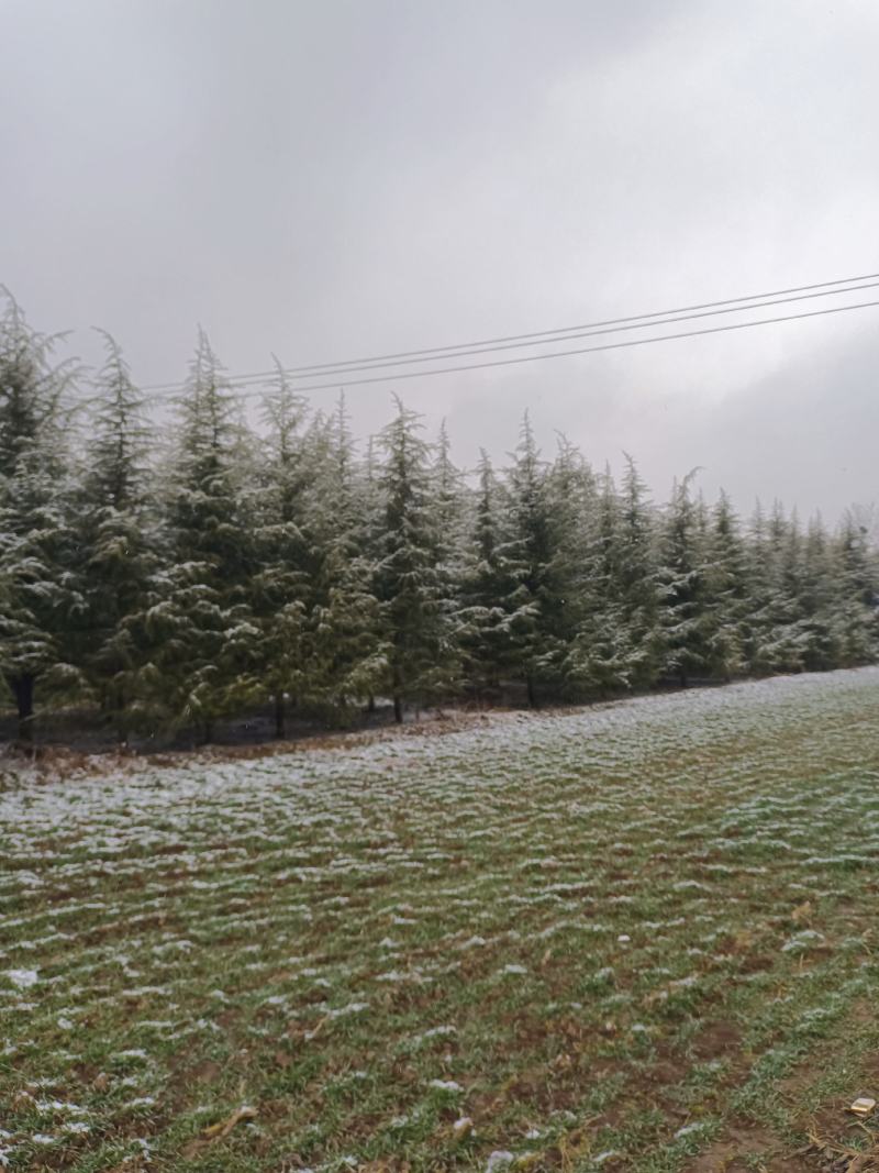 雪松