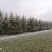 雪松
