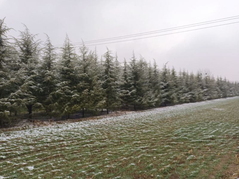 雪松
