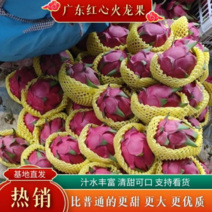 广东遂溪县红心火龙果大量上市一手货源产地直供可视频