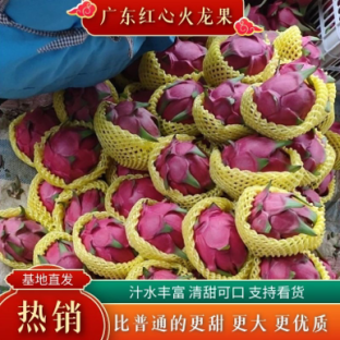 广东遂溪县红心火龙果大量上市一手货源产地直供可视频看货