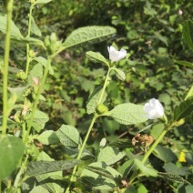 白花梵天花，白花虱母头