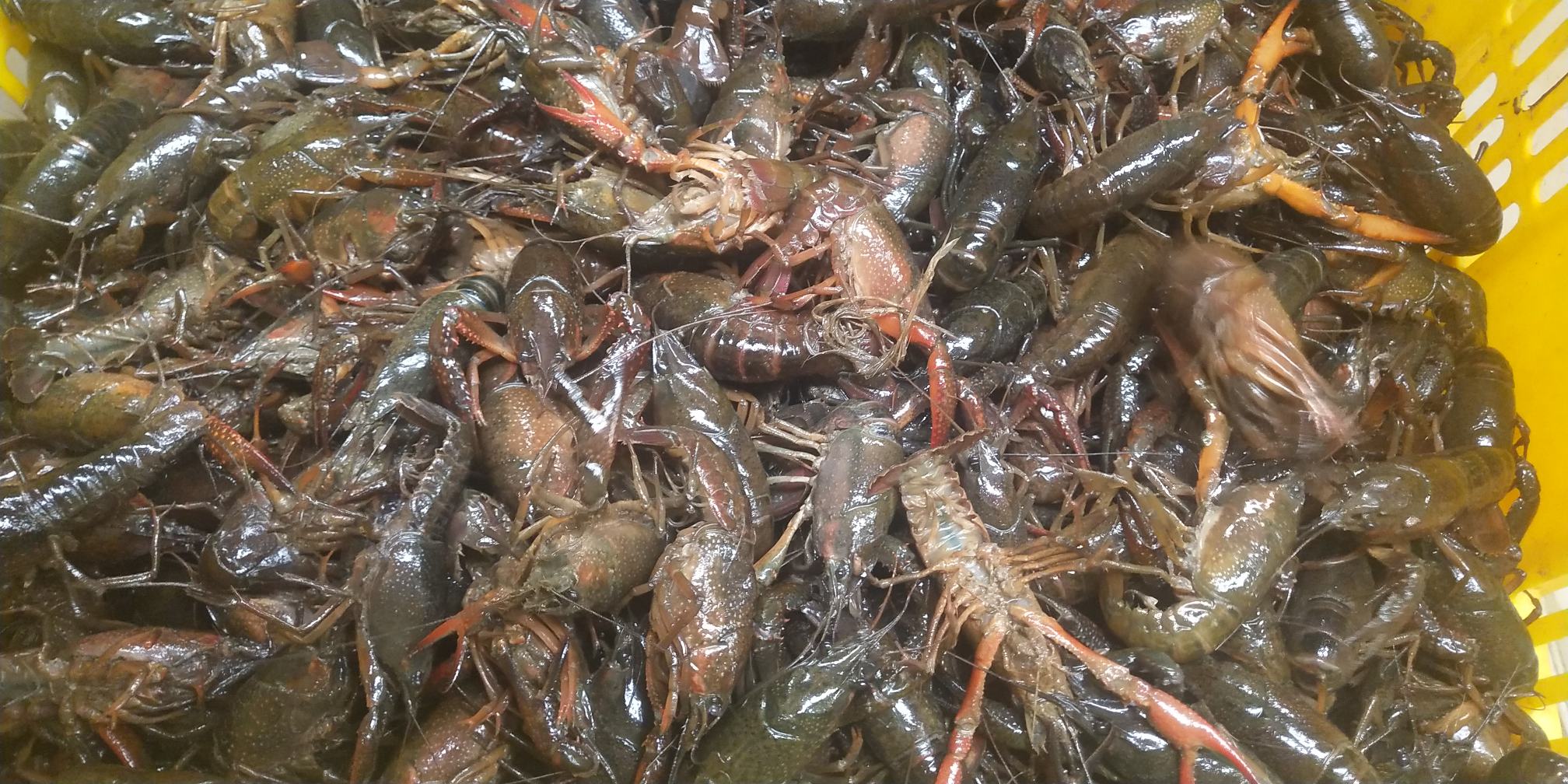 小龙虾批发档口实景图