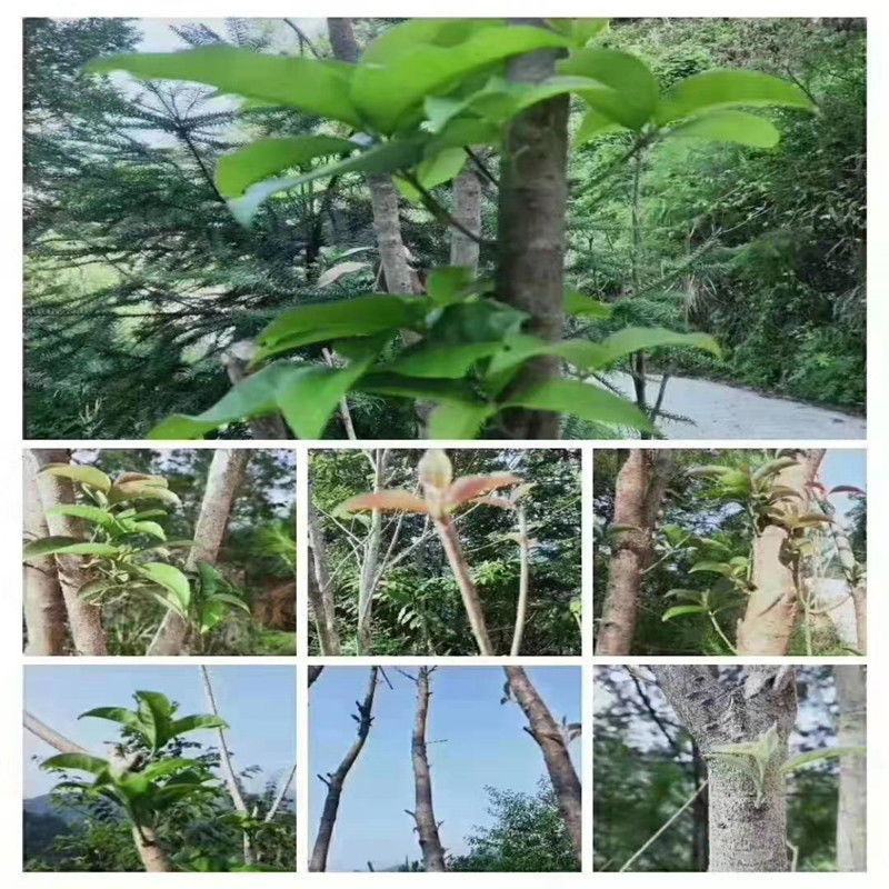 生根粉生根粉生根发根扦插移栽苗木拌土冲施喷施