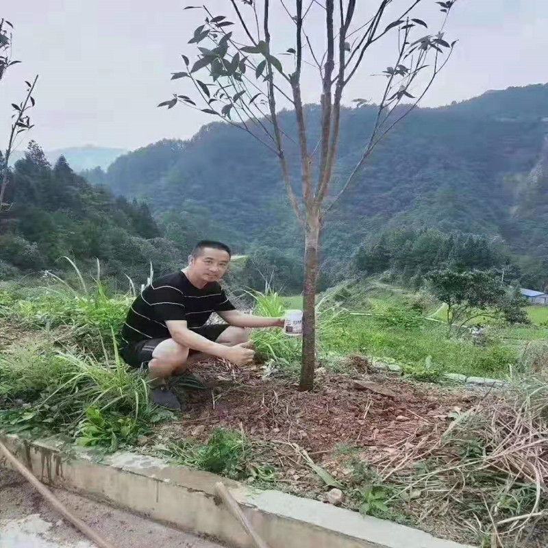 生根粉生根粉生根发根扦插移栽苗木拌土冲施喷施