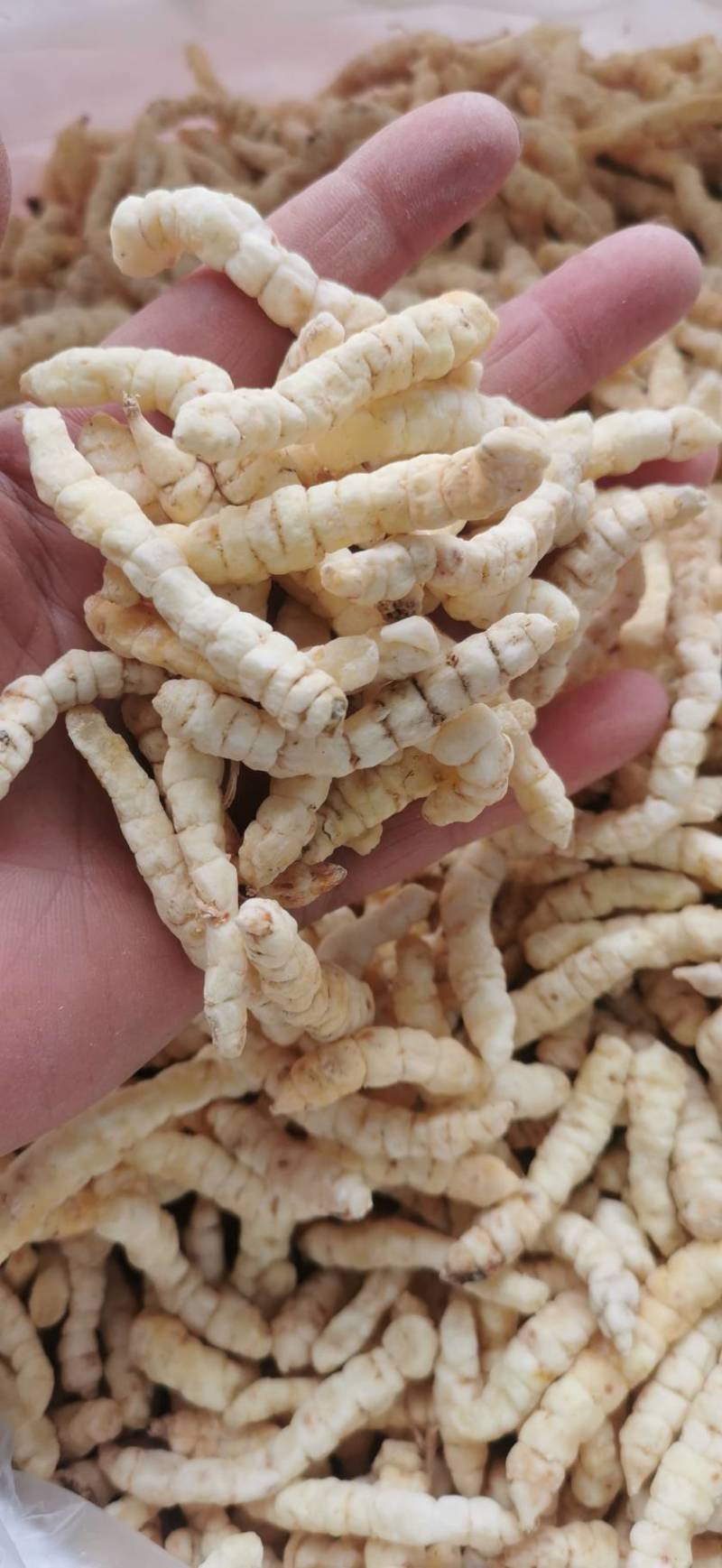 中药材草石蚕地蚕参地蚕产地直发一手货源常年供应