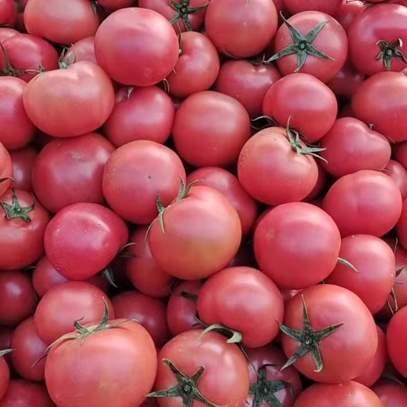 【热销】山东临沂硬粉西红柿，产地代发全国批发市场，量大