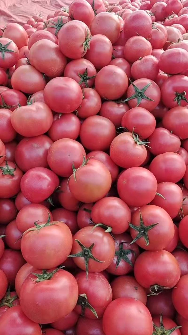 【热销】山东临沂硬粉西红柿，产地代发全国批发市场，量大