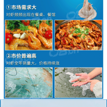南美白对虾，虾苗