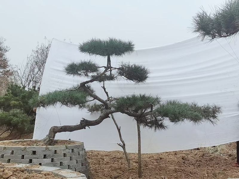造型黑松泰安市泰山区基地一手货源一颗起售！
