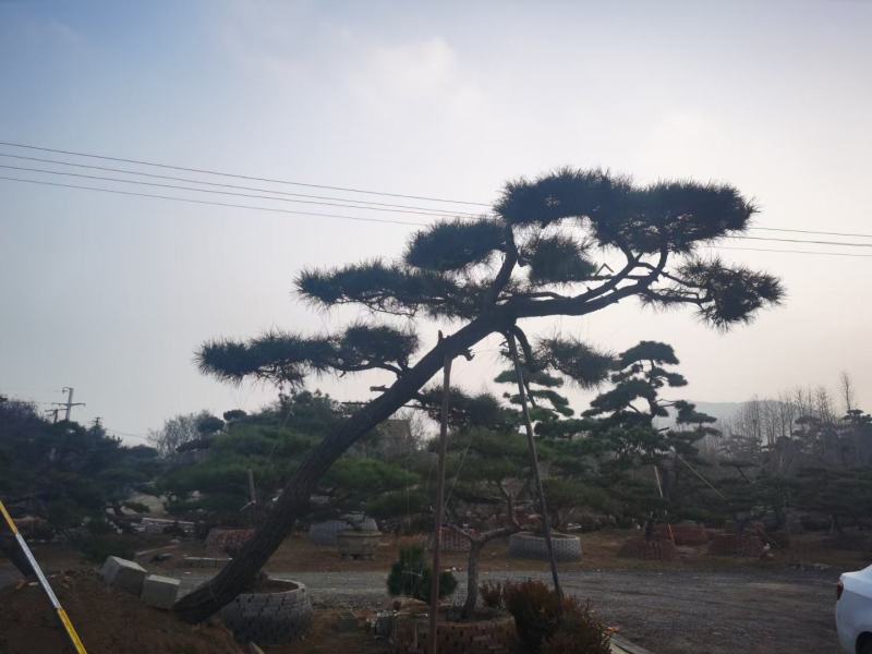 造型黑松泰安市泰山区基地一手货源一颗起售！