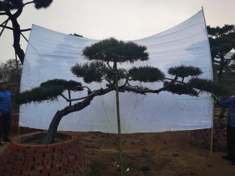 造型黑松泰安市泰山区基地一手货源一颗起售！