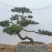 造型黑松泰安市泰山区基地一手货源一颗起售！