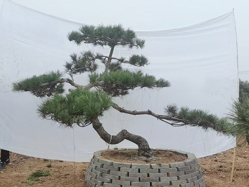 造型黑松泰安市泰山区基地一手货源一颗起售！