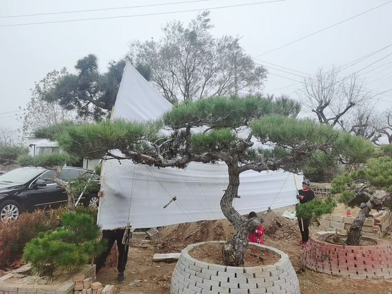 造型黑松泰安市泰山区基地一手货源一颗起售！