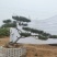 造型黑松泰安市泰山区基地一手货源一颗起售！